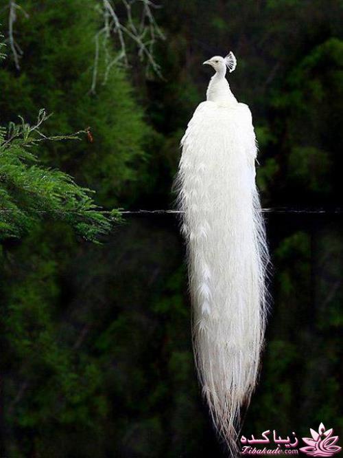 پرندگان زیبا